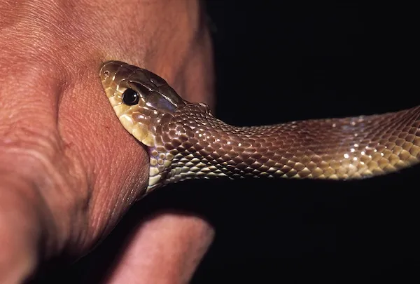 Snake Bite Patient | Ambulance Service in Kolkata